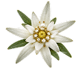 雪絨花